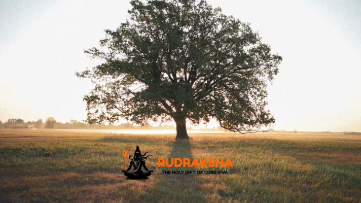 Rudraksha Tree (Elaeocarpus Ganitrus)