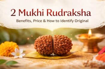 2 mukhi rudraksha