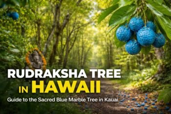 rudraksha tree in hawaii